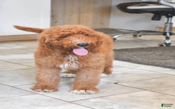 Goldendoodle dogs for sale: Oakley - Image 1