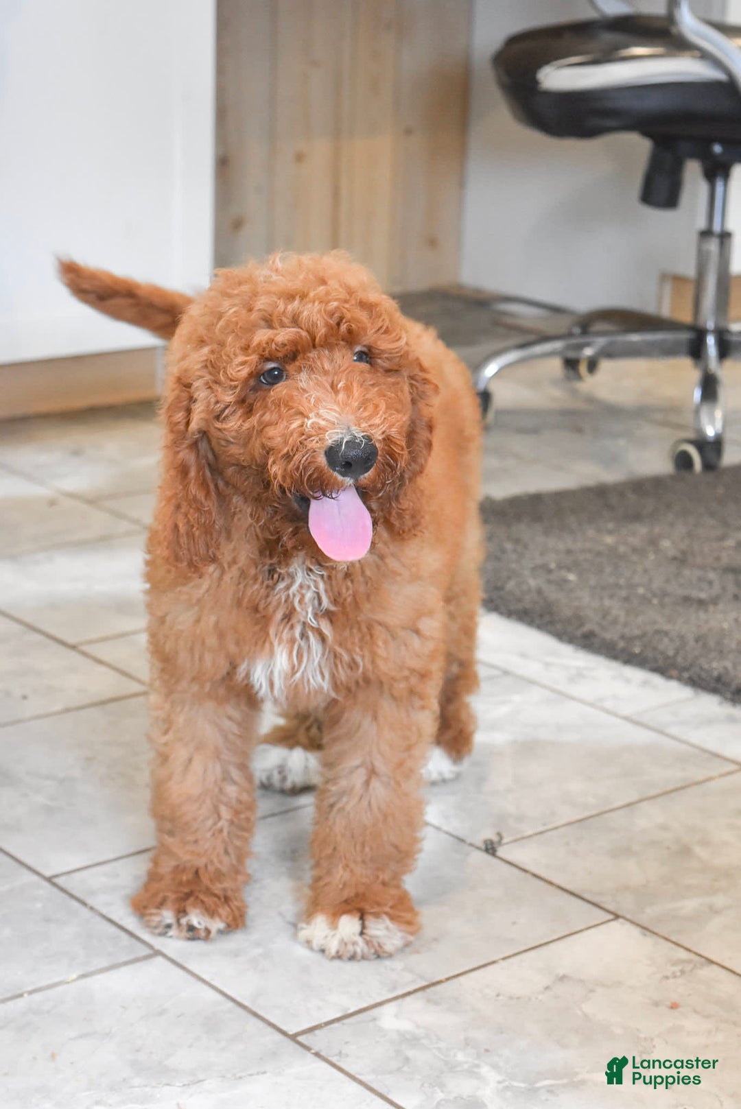 Goldendoodle dogs for sale: Oakley - Image 1