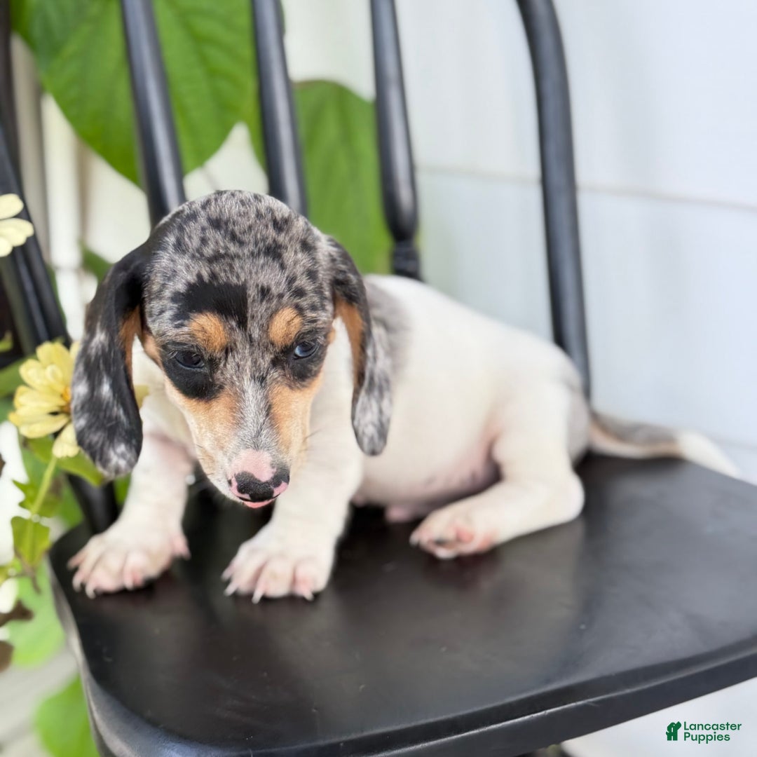 Miniature Dachshund dogs for sale: Bentley - Image 8