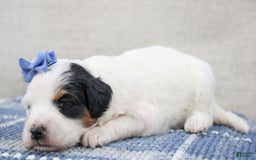 Mini Bernedoodle dogs for sale: Lennon - Image 7