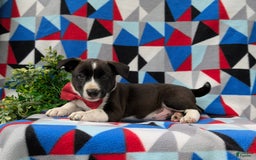 Jack Russell Terrier dogs for sale: Markey - Image 2