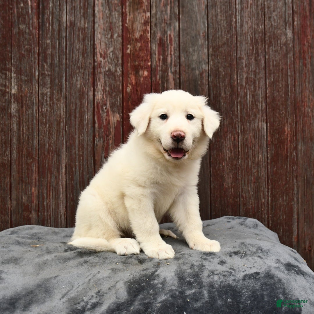 Great Pyrenees dogs for sale: Lexi - Image 3