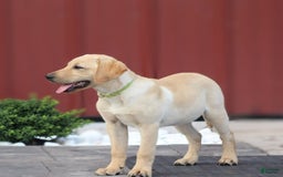 Labrador Retriever dogs for sale: Dexter - Image 2