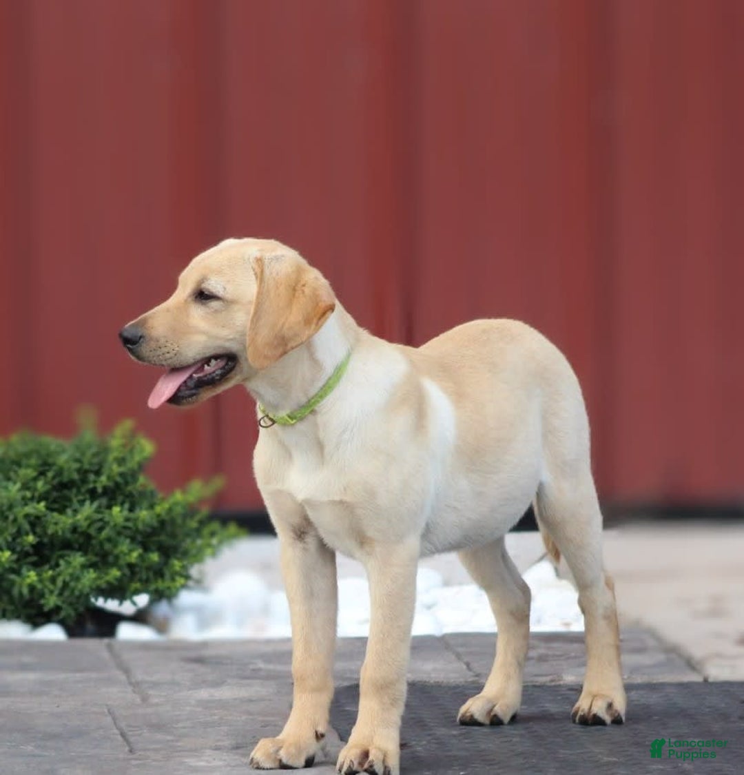 Labrador Retriever dogs for sale: Dexter - Image 2