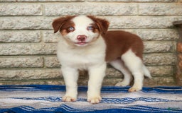 Australian Shepherd dogs for sale: River - Image 5