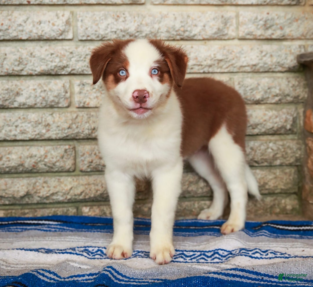 Australian Shepherd dogs for sale: River - Image 5