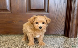 Maltipoo dogs for sale: Frankie - Image 7