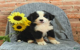 Greater Swiss Mountain Dog dogs for sale: Romeo - Image 3