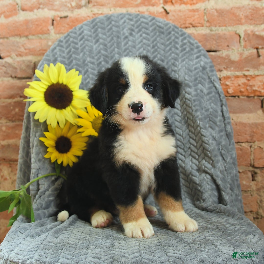 Greater Swiss Mountain Dog dogs for sale: Romeo - Image 3