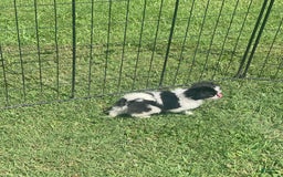 Japanese Chin dogs for sale: Puppy 9 - Image 3