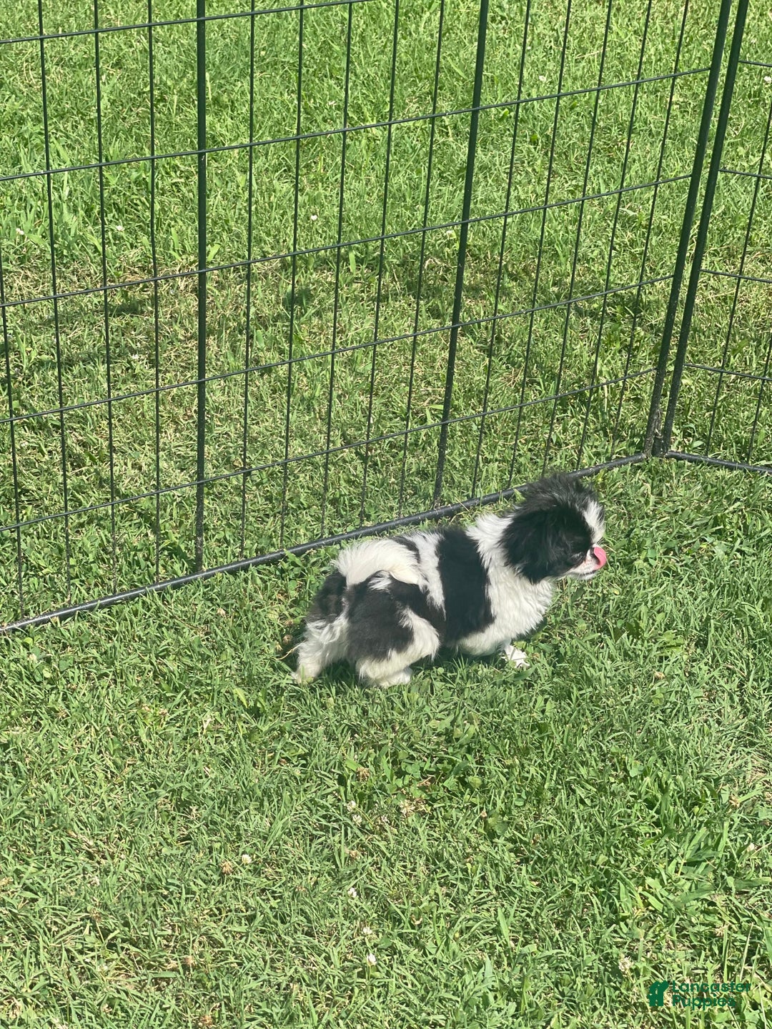 Japanese Chin dogs for sale: Puppy 9 - Image 3