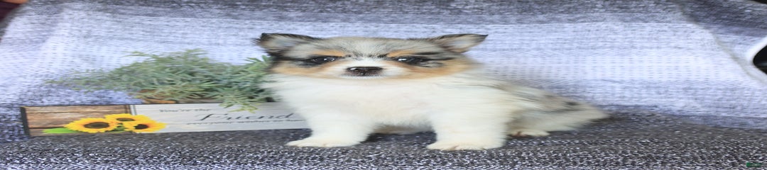 Dixie