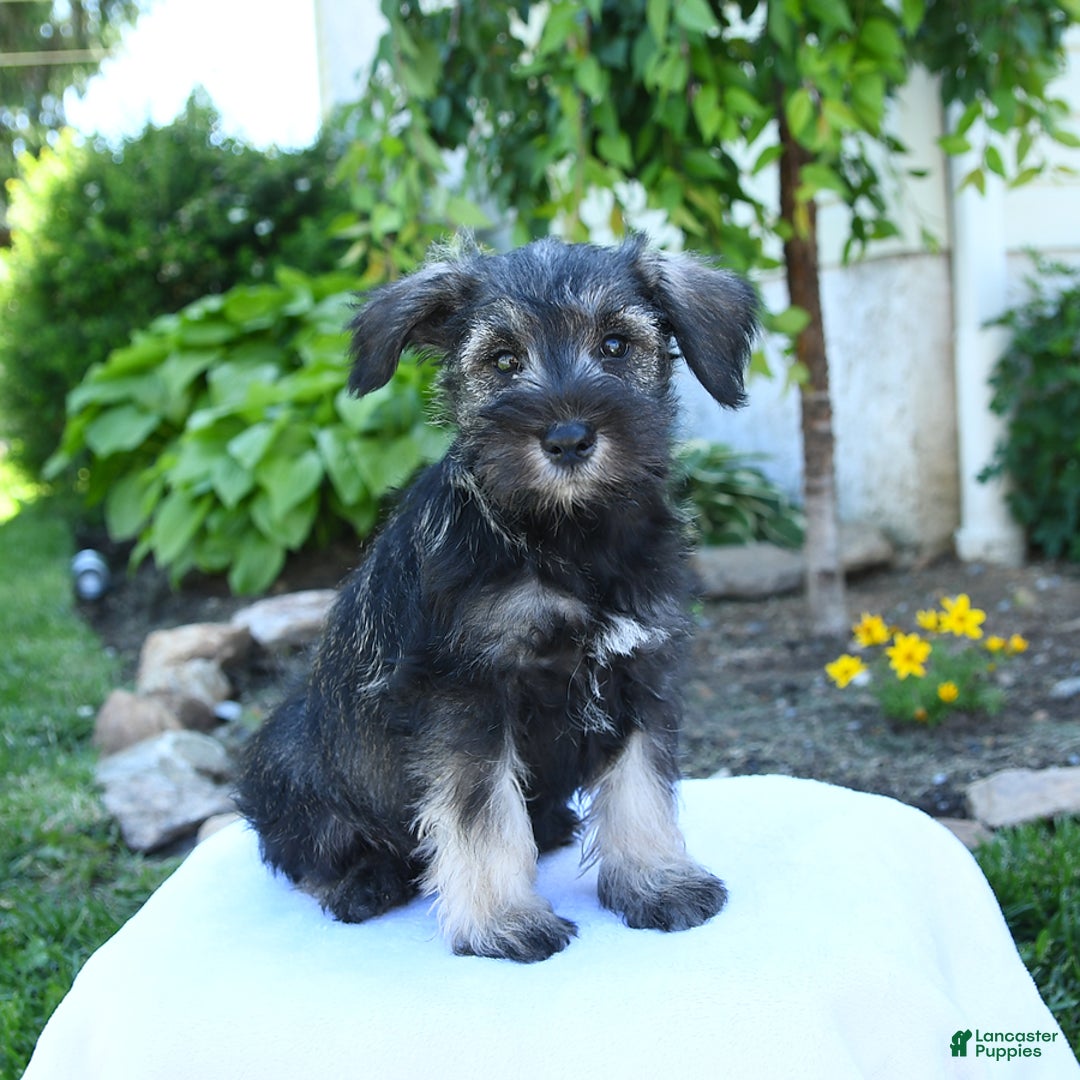 Miniature Schnauzer dogs for sale: Jett - Image 8