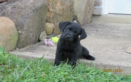 Labrador Retriever dogs for sale: Bella - Image 6