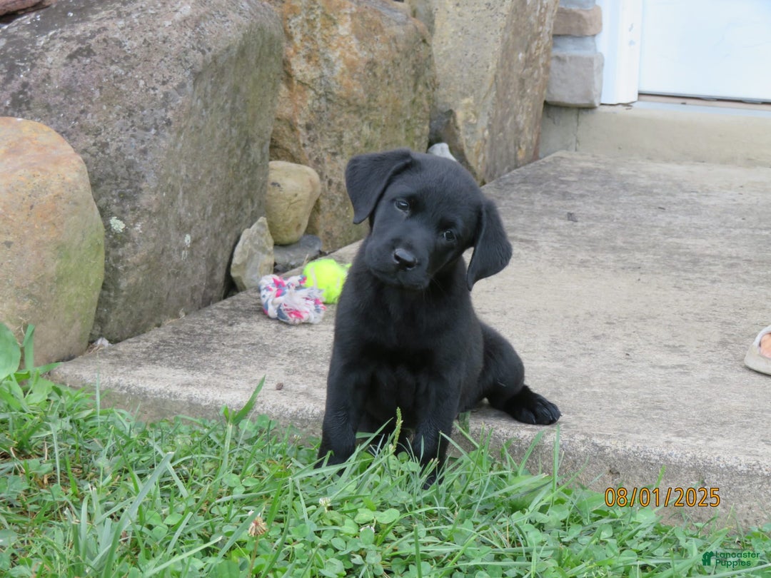 Labrador Retriever dogs for sale: Bella - Image 6