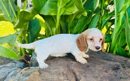 Miniature Dachshund dogs for sale: Lemon Drop - Image 4