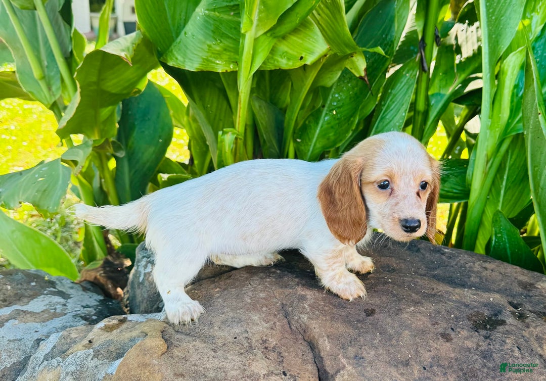 Miniature Dachshund dogs for sale: Lemon Drop - Image 4