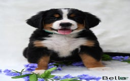 Bernese Mountain Dog dogs for sale: Bella - Image 6