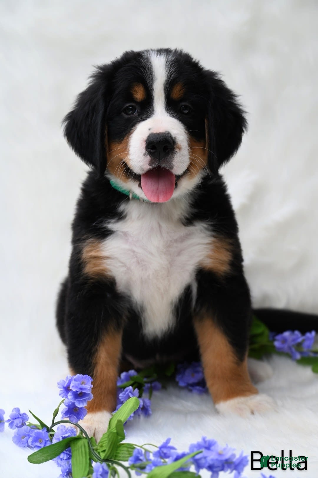 Bernese Mountain Dog dogs for sale: Bella - Image 6