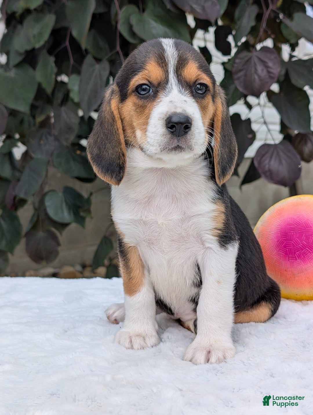 Beagle dogs for sale: Lilly - Image 2