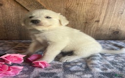 Great Pyrenees dogs for sale: Stella - Image 3