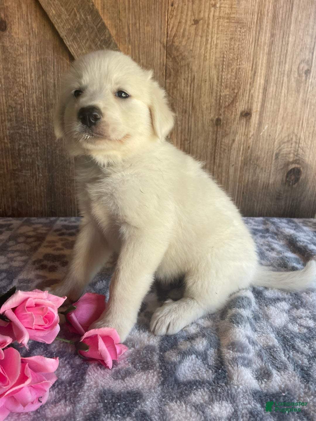 Great Pyrenees dogs for sale: Stella - Image 3