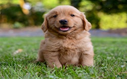 Golden Retriever dogs for sale: Keke - Image 5