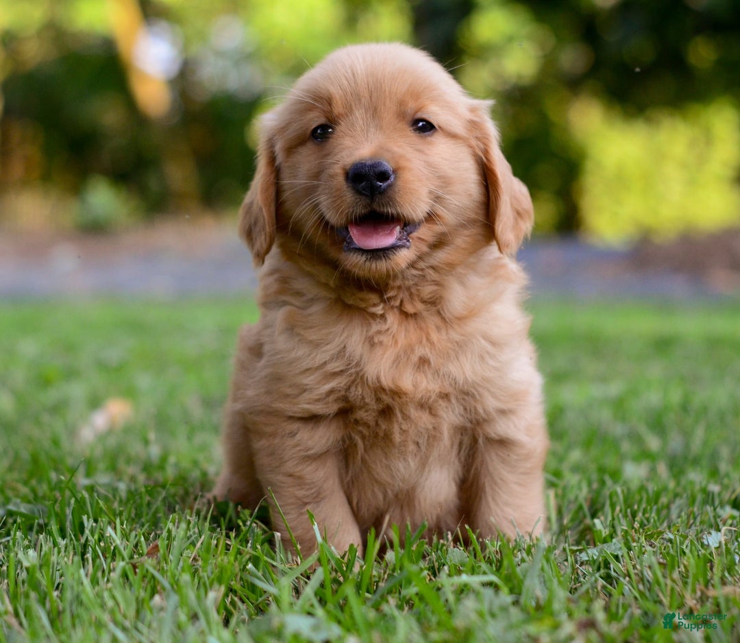 Golden Retriever dogs for sale: Keke - Image 5