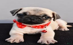 Pug dogs for sale: Tinker - Image 4