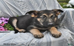 German Shepherd dogs for sale: Dora - Image 1