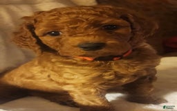 Goldendoodle dogs for sale: Baby Girl - Image 3