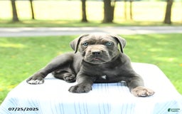 Cane Corso dogs for sale: Skye - Image 3