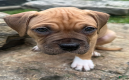 American Pit Bull Terrier dogs for sale: Spice - Image 28