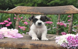 Jack Russell Terrier dogs for sale: Brad - Image 1