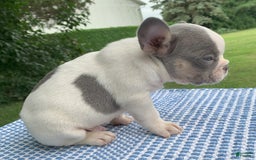 French Bulldog dogs for sale: Mikey - Image 3