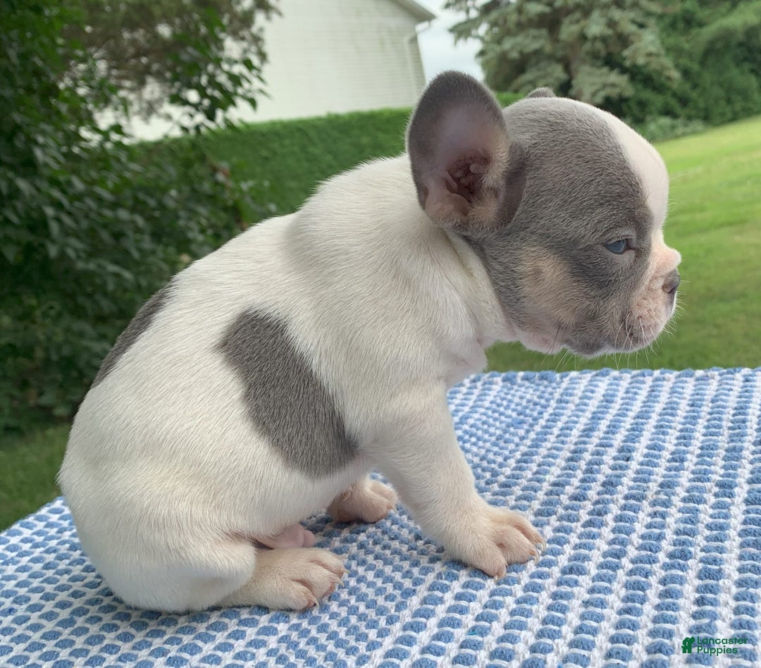 French Bulldog dogs for sale: Mikey - Image 3