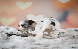 Cocker Spaniel dogs for sale: Daisy - Image 4