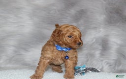 Mini Goldendoodle dogs for sale: Cooper 💙 Micromini - Image 2