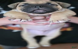 American Bully dogs for sale: National Champion Jack - Image 40