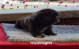 Shorkie dogs for sale: Midnight - Image 2