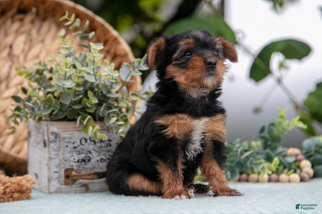 Shorkie dogs for sale: Holly - Image 2