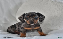 Miniature Dachshund dogs for sale: Clover - Image 1