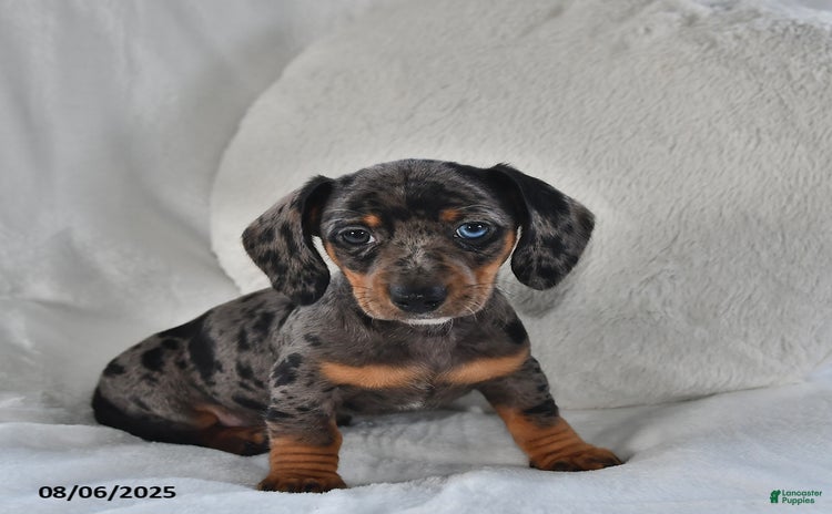 Miniature Dachshund dogs for sale - Ad 2