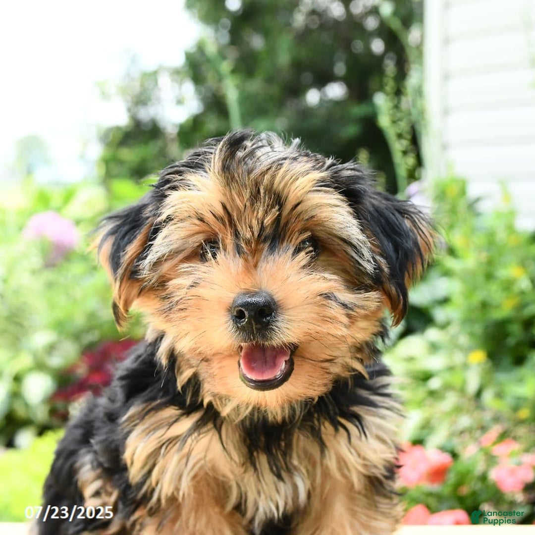 Yorkshire Terrier dogs for sale: Benny - Image 2