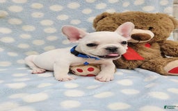 French Bulldog dogs for sale: Fido - Image 20