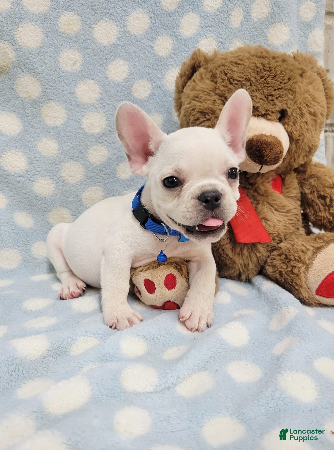 French Bulldog dogs for sale: Fido - Image 20