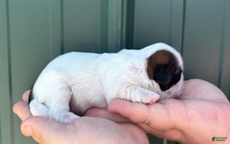 Shih Tzu dogs for sale: Biscuit - Image 2