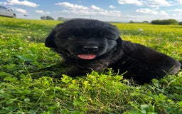 Newfoundland dogs for sale: Newfoundland 2 puppies - Image 9