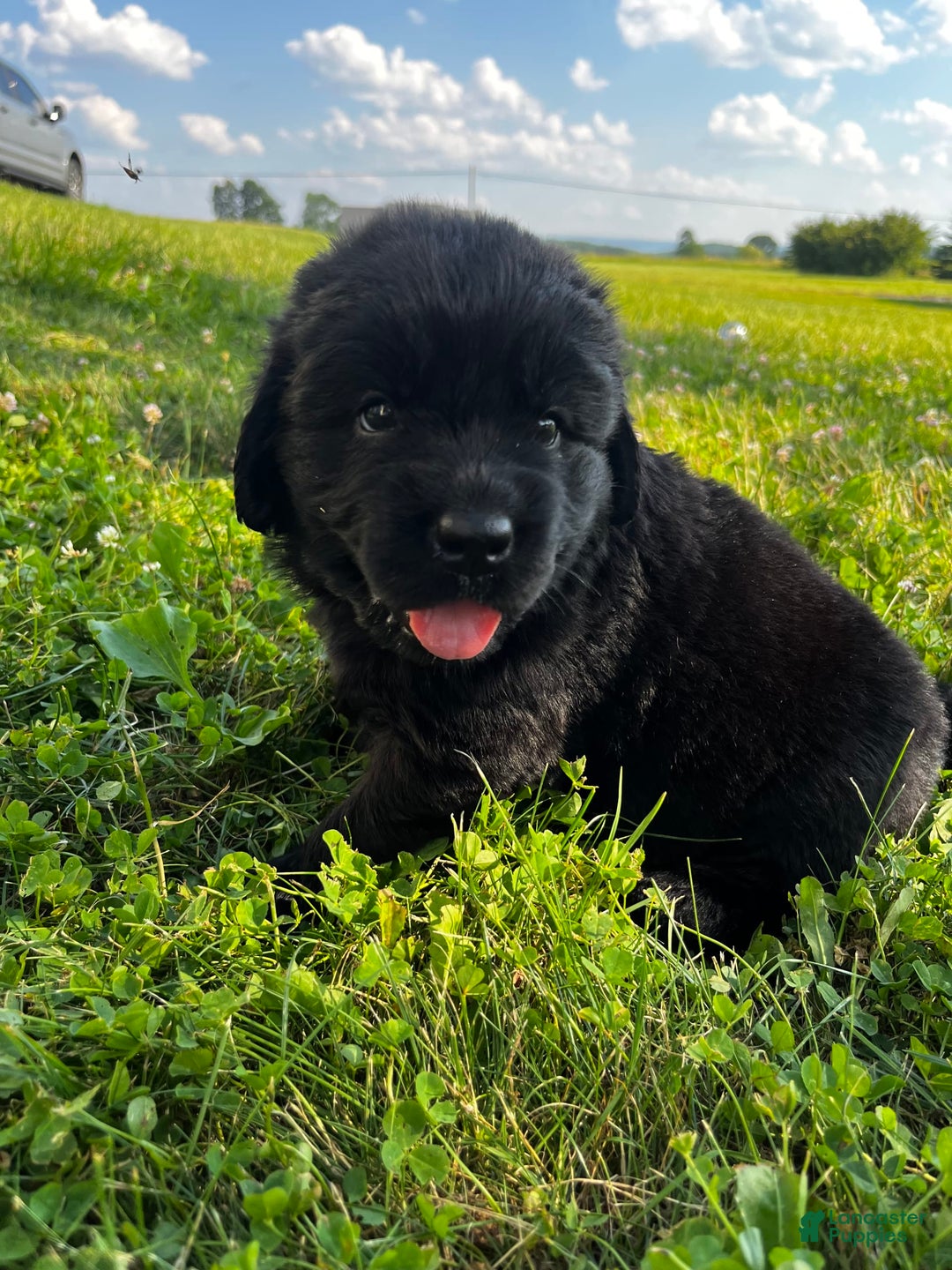 Newfoundland dogs for sale: Newfoundland 2 puppies - Image 9