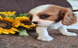 Cavalier King Charles Spaniel dogs for sale: Drake small Blenheim colored male - Image 7